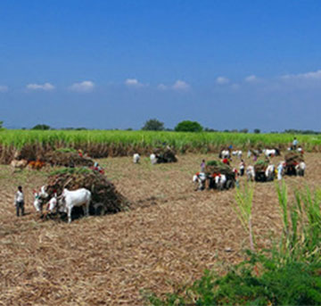 Uttar Pradesh Government hikes price of sugarcane by ₹ 10 per quintal